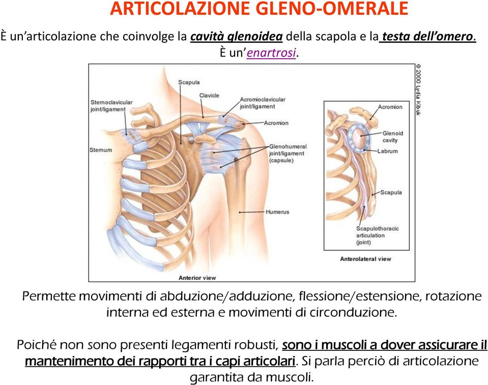 Permette movimenti di abduzione/adduzione, flessione/estensione, rotazione interna ed esterna e movimenti di