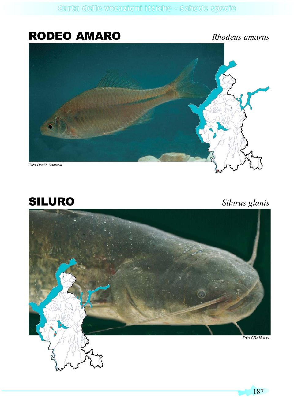 SILURO Silurus