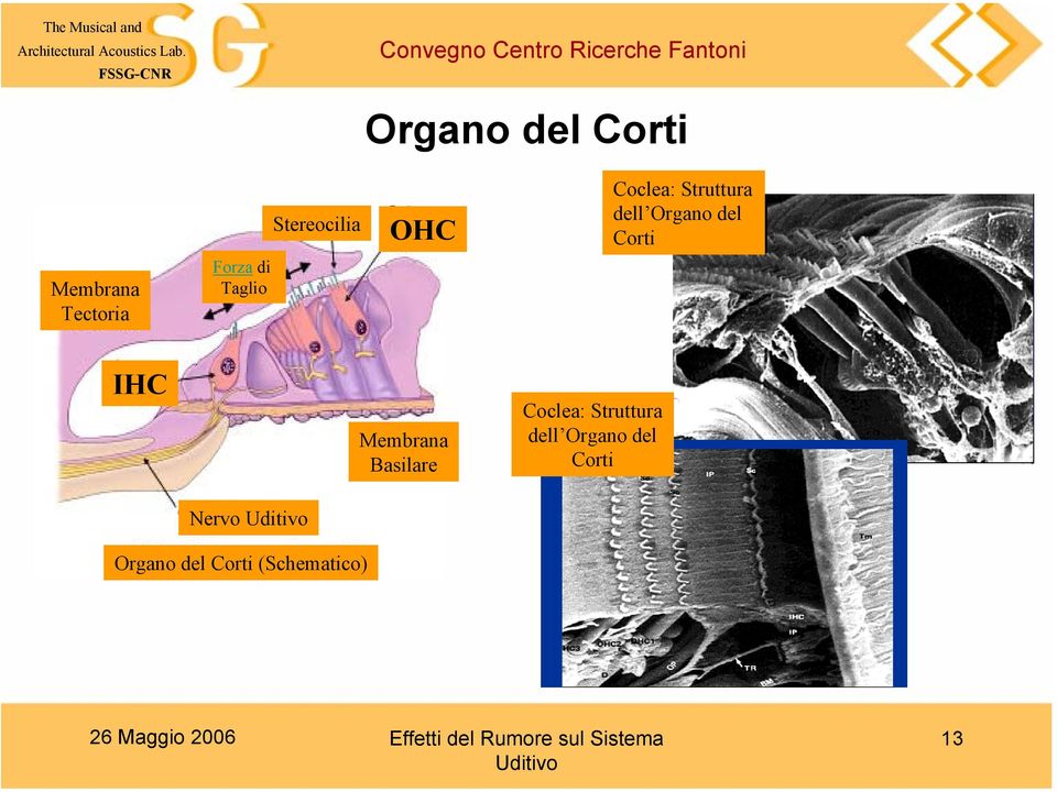 Corti IHC Membrana Basilare Coclea: Struttura dell