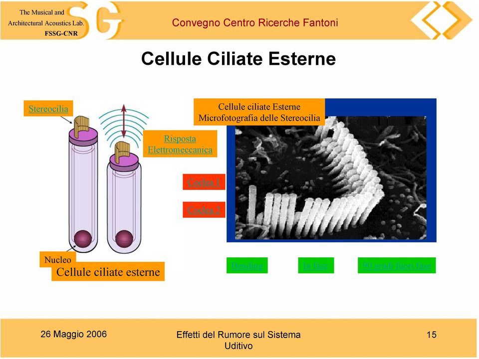 Elettromeccanica Coclea 1 Coclea 2 Nucleo Cellule