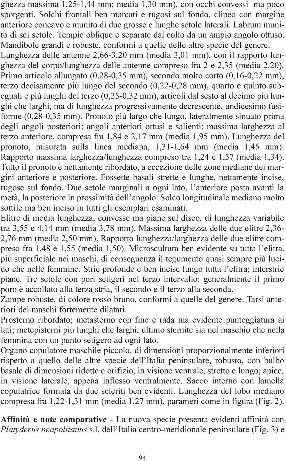 Tempie oblique e separate dal collo da un ampio angolo ottuso. Mandibole grandi e robuste, conformi a quelle delle altre specie del genere.