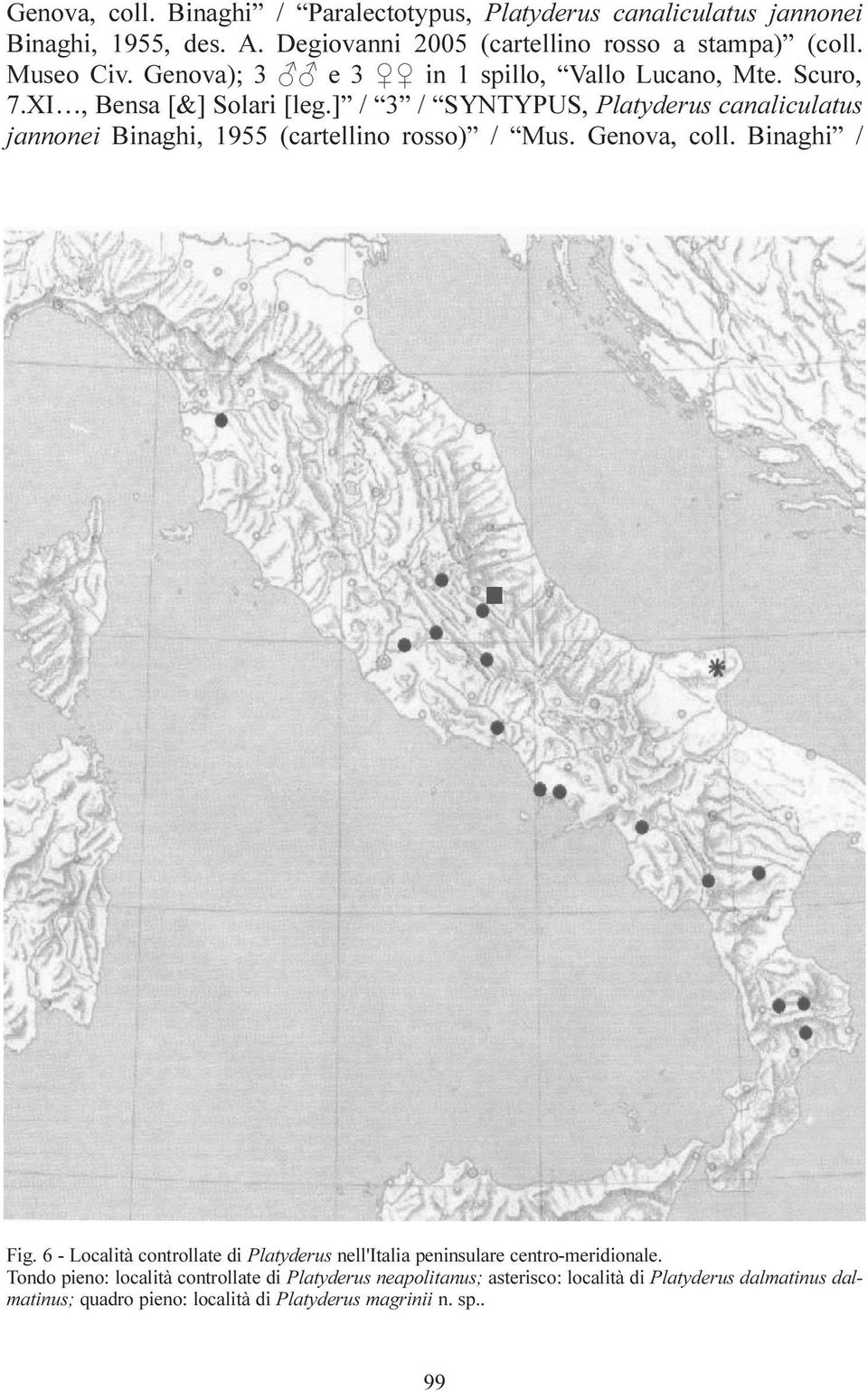 ] / 3 / SYNTYPUS, Platyderus canaliculatus jannonei Binaghi, 1955 (cartellino rosso) / Mus. Genova, coll. Binaghi / Fig.
