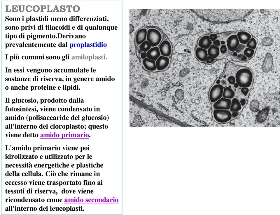 Il glucosio, prodotto dalla fotosintesi, viene condensato in amido (polisaccaride del glucosio) all'interno del cloroplasto; questo viene detto amido primario.