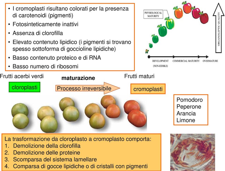 cloroplasti maturazione Processo irreversibile Frutti maturi cromoplasti Pomodoro Peperone Arancia Limone La trasformazione da cloroplasto a cromoplasto