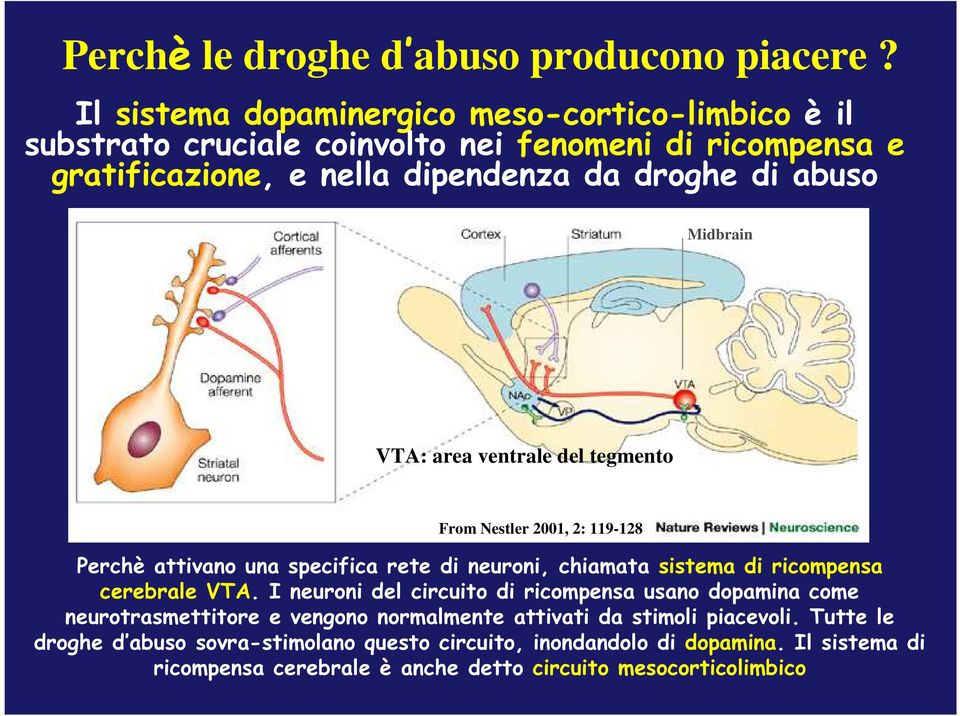 Midbrain VTA: area ventrale del tegmento From Nestler 2001, 2: 119-128 Perchè attivano una specifica rete di neuroni, chiamata sistema di ricompensa cerebrale VTA.