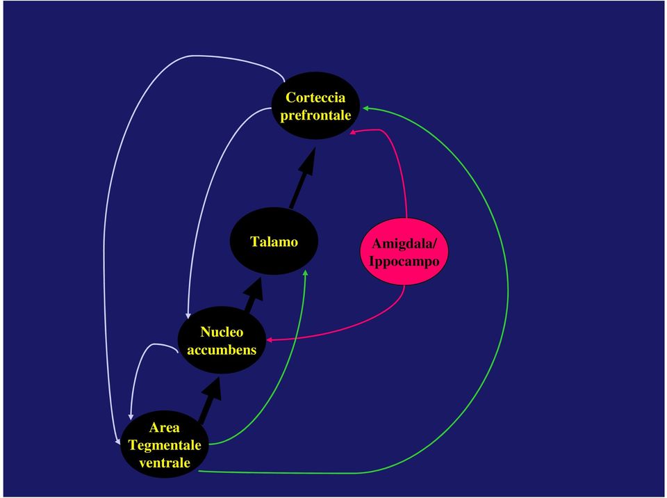 Ippocampo Nucleo