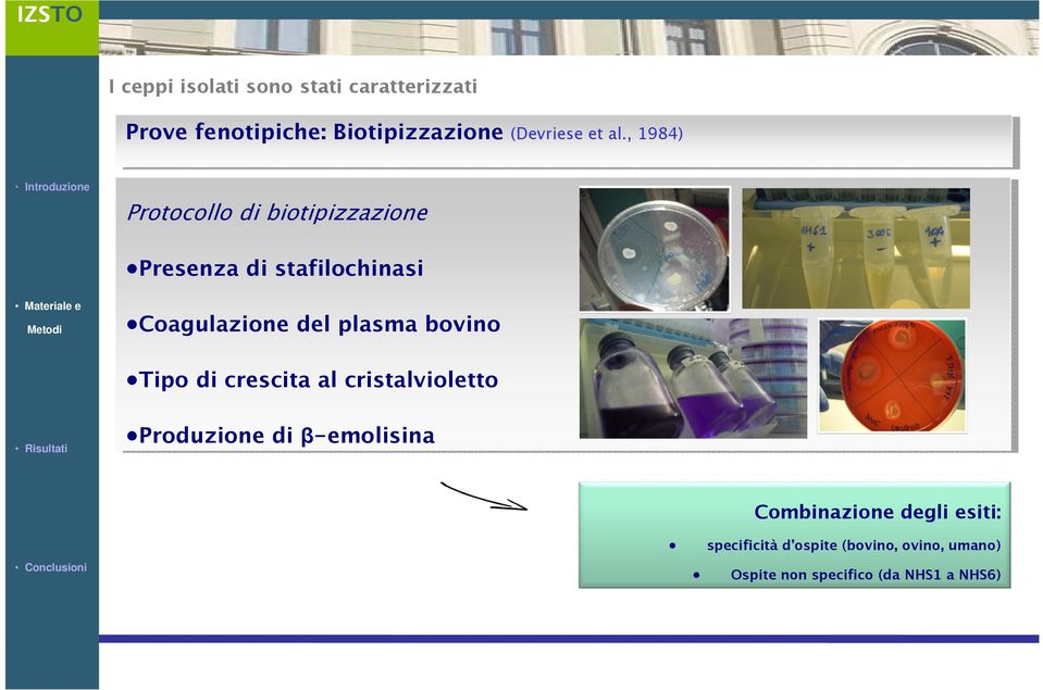 Coagulazione del plasma bovino Tipo di di crescita al al cristalvioletto Risultati Produzione di di