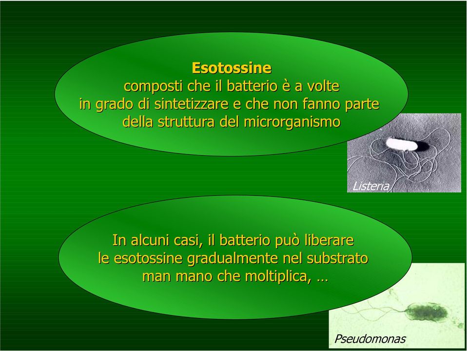 microrganismo In alcuni casi, il batterio può liberare le