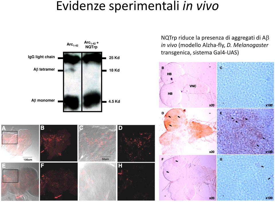 aggregati di Aβ in vivo (modello Alzha-fly, D.