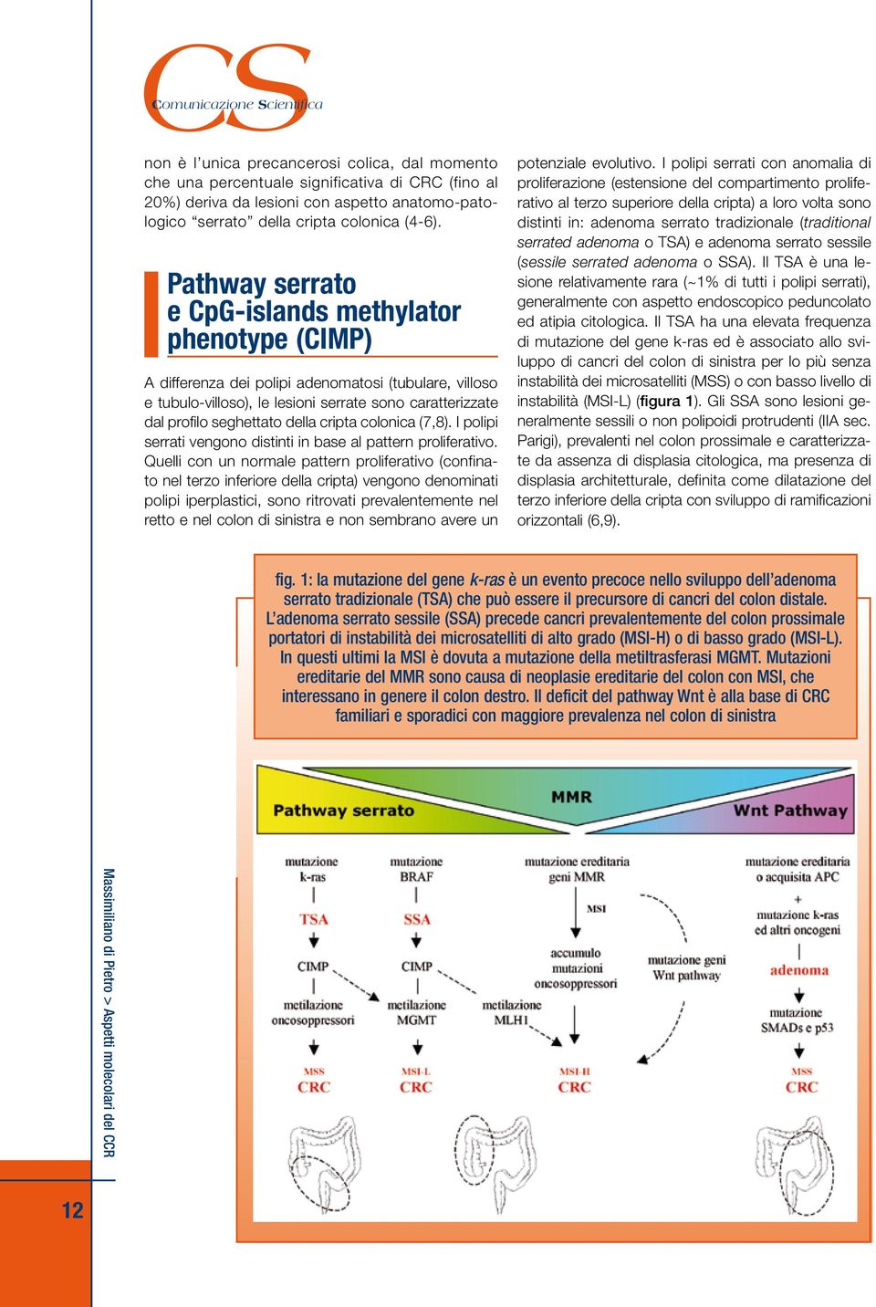 cripta colonica (7,8). I polipi serrati vengono distinti in base al pattern proliferativo.