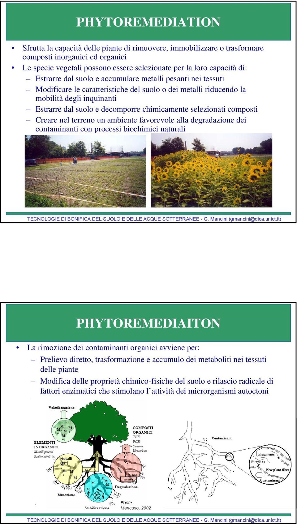 selezionati composti Creare nel terreno un ambiente favorevole alla degradazione dei contaminanti con processi biochimici naturali PHYTOREMEDIAITON La rimozione dei contaminanti organici avviene per: