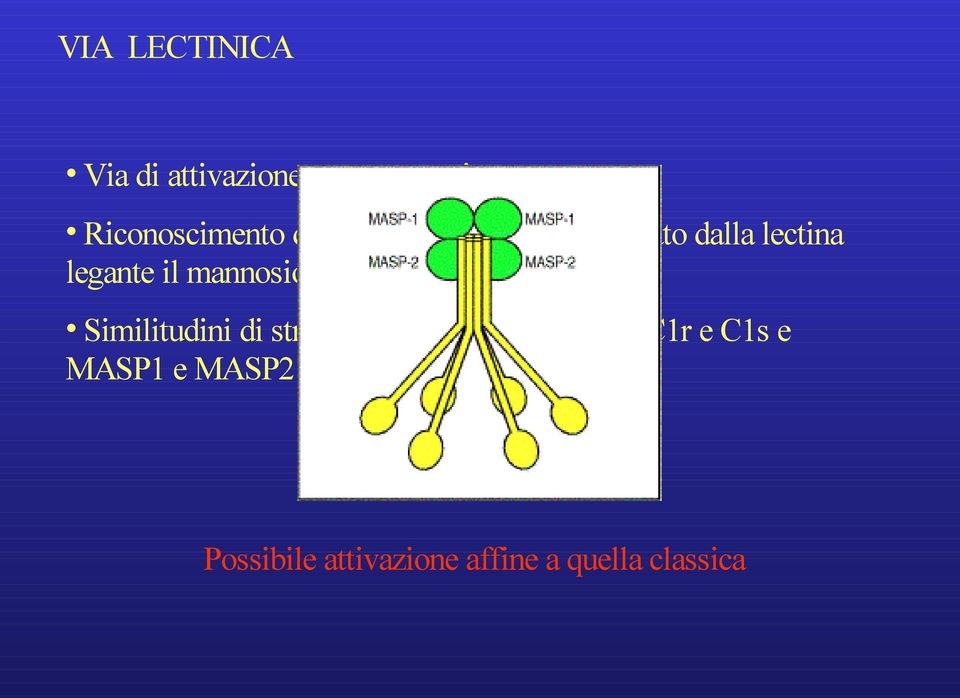 mannosio (MBL) Similitudini di struttura fra MBL e C1q e fra C1r