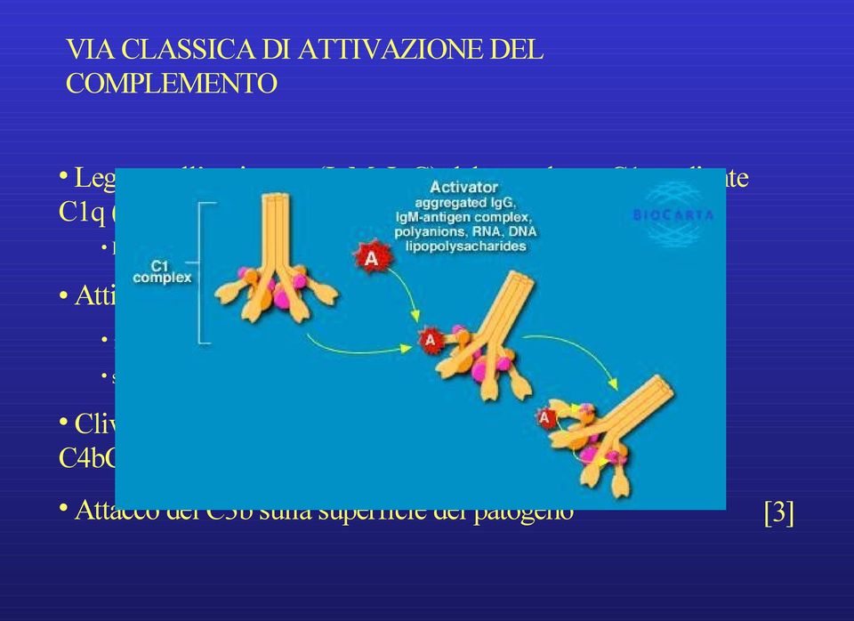 proteolisi del C1s (C1s 2 C1r 2 ) necessità di legame di 2 teste globulari serinesterasi Clivaggio del