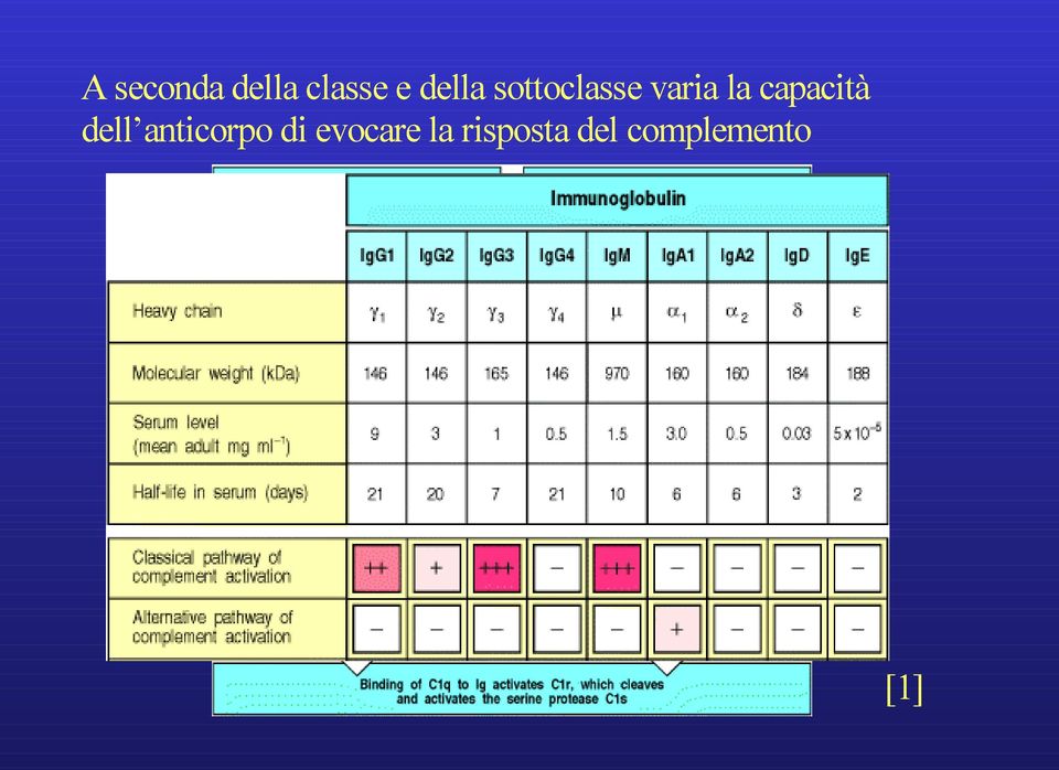 capacità dell anticorpo di