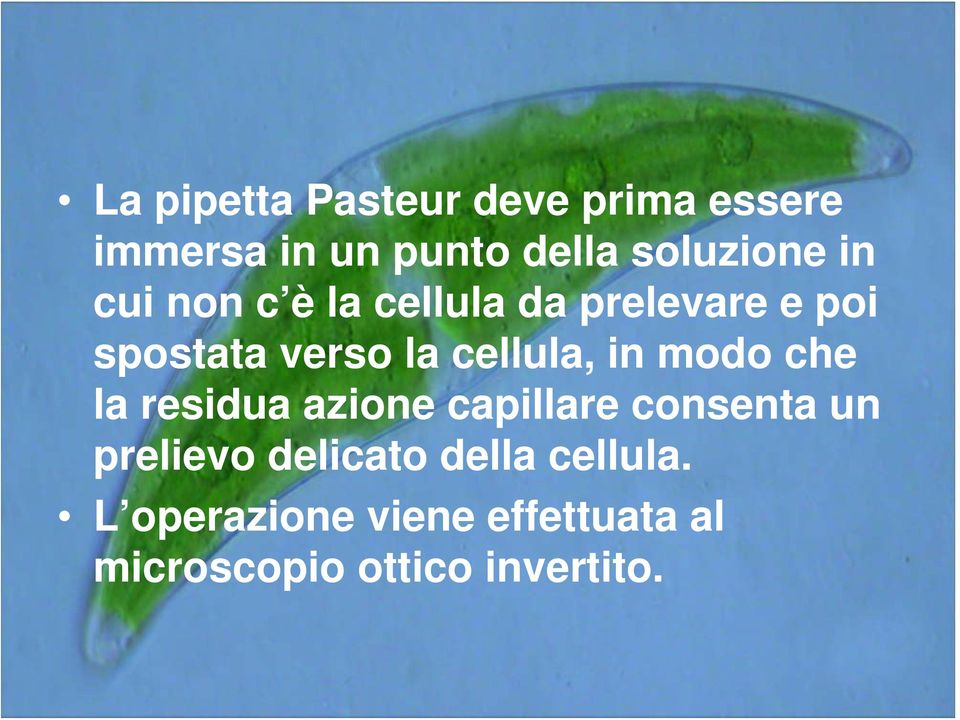 in modo che la residua azione capillare consenta un prelievo delicato