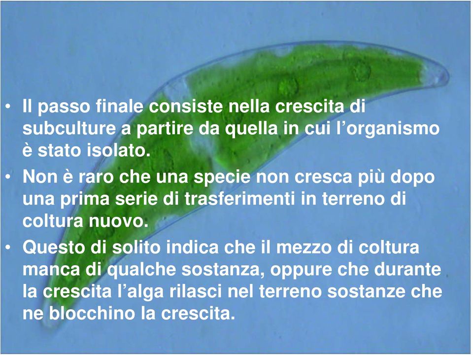 Non è raro che una specie non cresca più dopo una prima serie di trasferimenti in terreno di