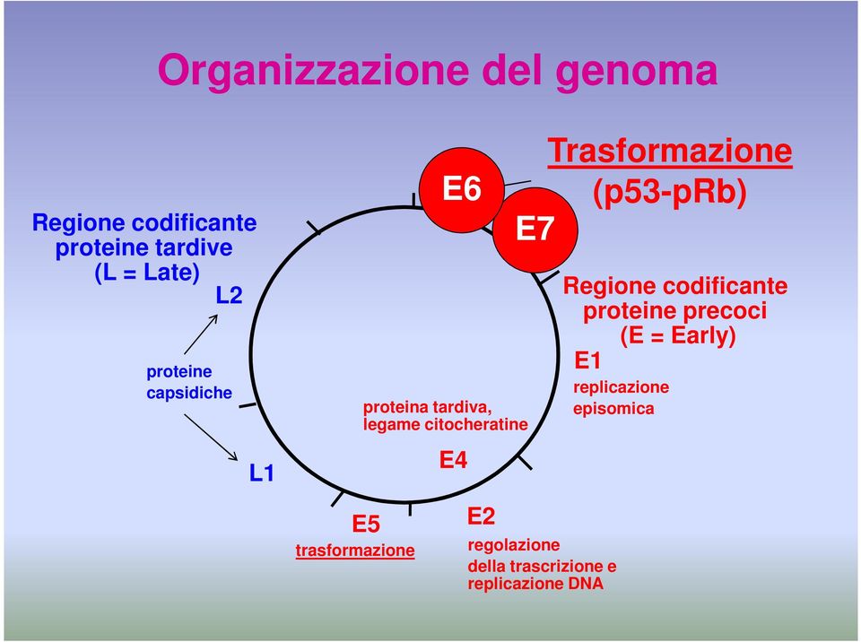 citocheratine E4 E2 Trasformazione (p53-prb) E7 E7 regolazione della