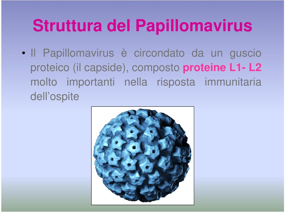 proteico (il capside), composto proteine