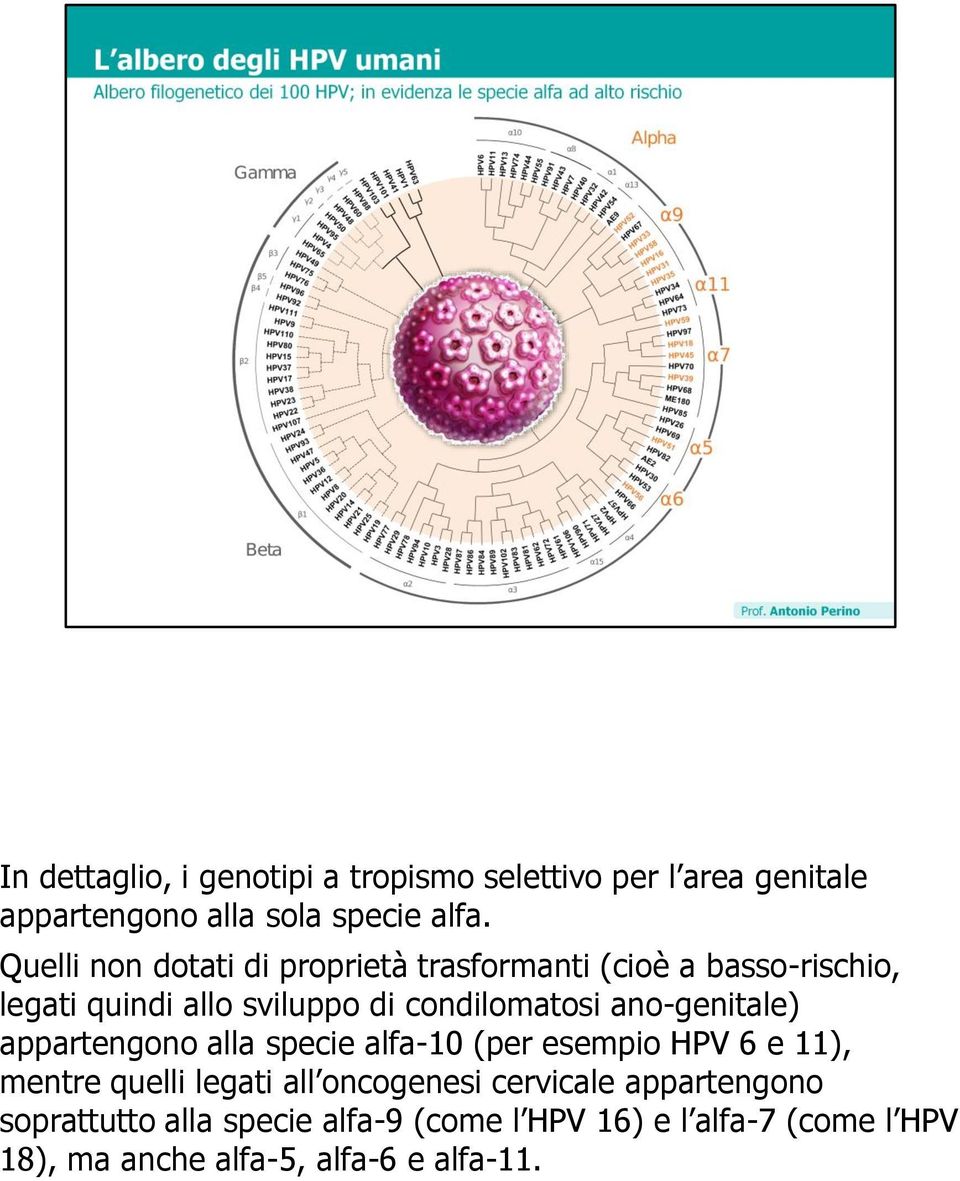 ano-genitale) appartengono alla specie alfa-10 (per esempio HPV 6 e 11), mentre quelli legati all oncogenesi