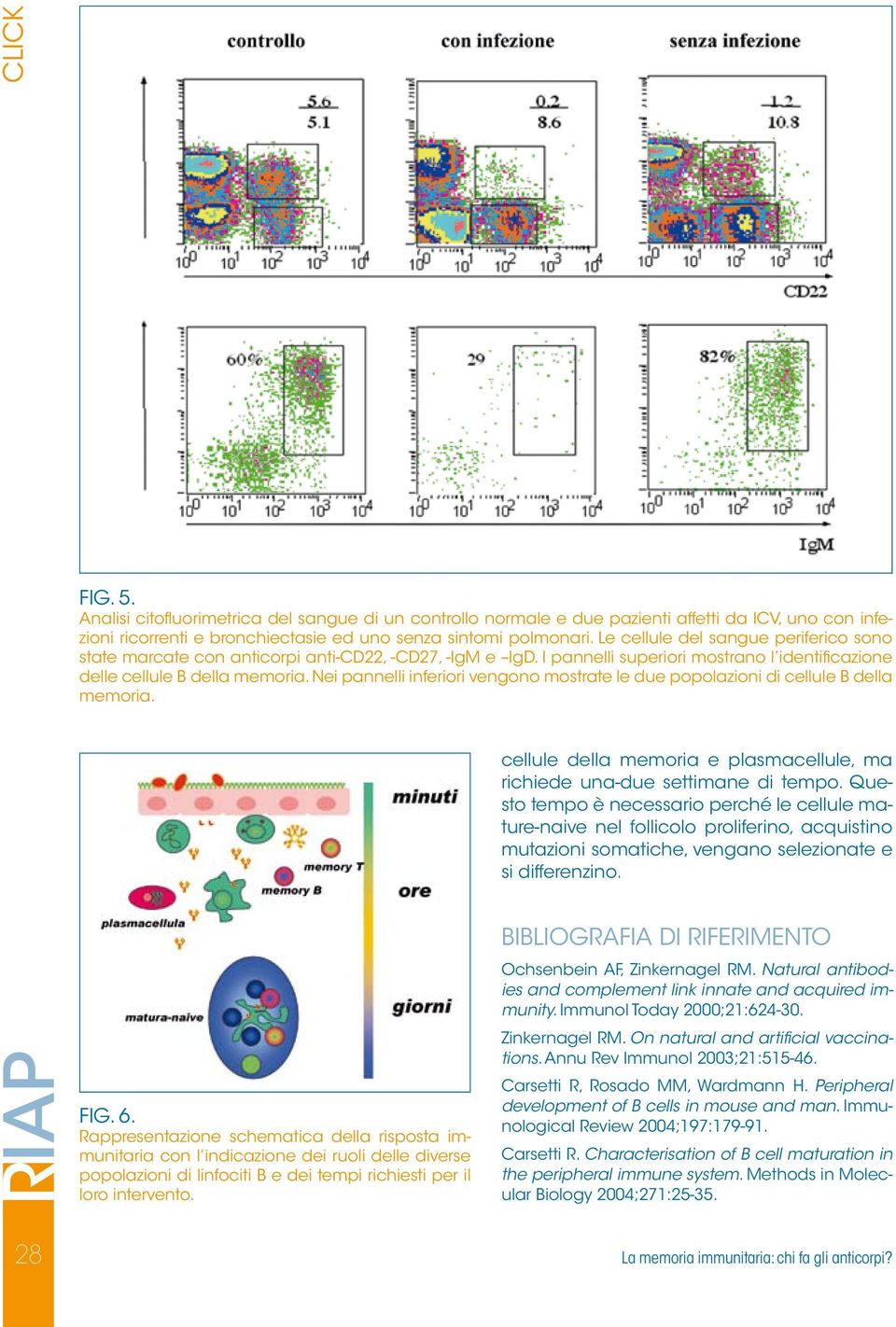 Nei pannelli inferiori vengono mostrate le due popolazioni di cellule B della memoria. cellule della memoria e plasmacellule, ma richiede una-due settimane di tempo.