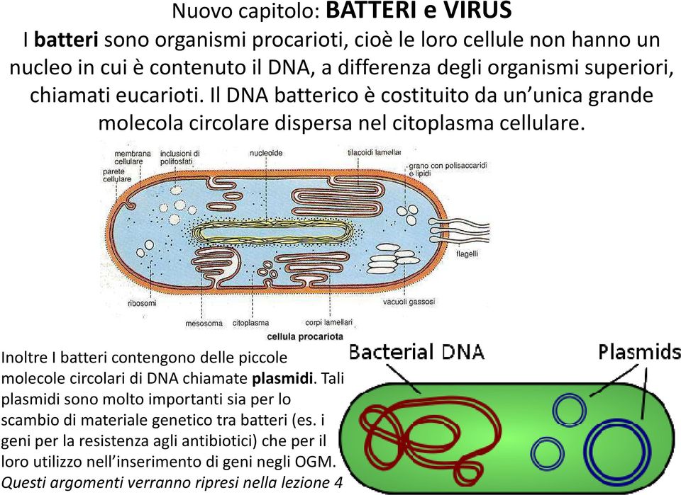 Inoltre I batteri contengono delle piccole molecole circolari di DNA chiamate plasmidi.