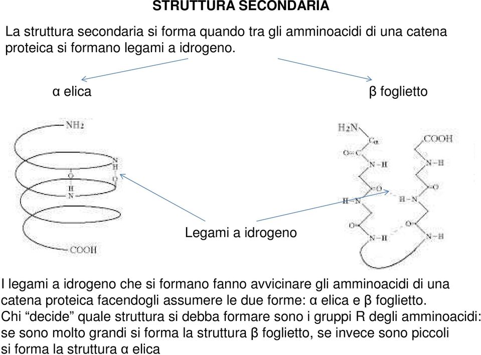 α elica β foglietto Legami a idrogeno I legami a idrogeno che si formano fanno avvicinare gli amminoacidi di una catena