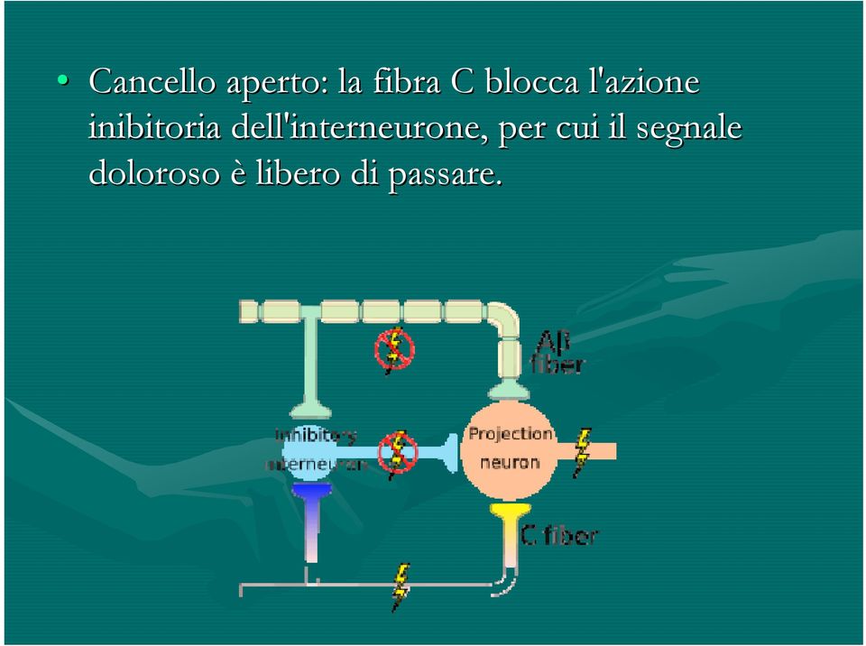 dell'interneurone, per cui il