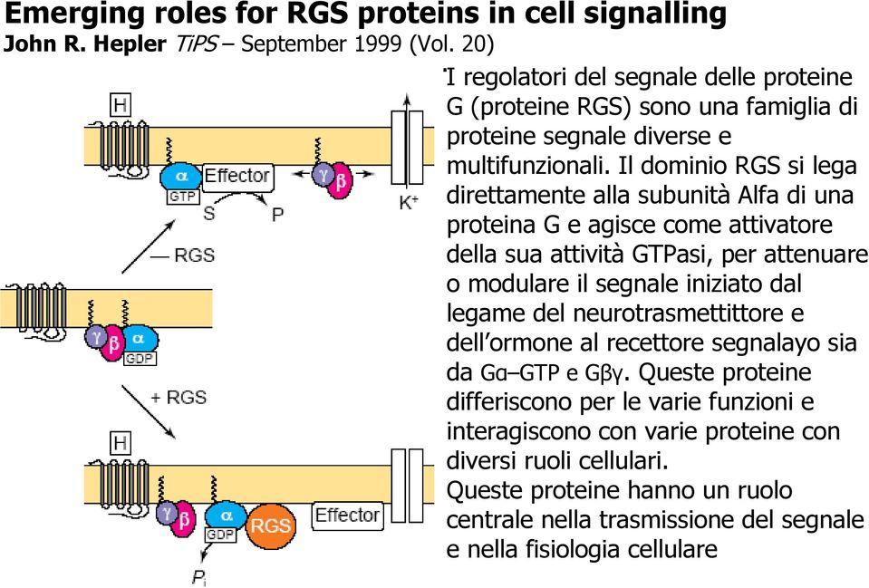Il dominio RGS si lega direttamente alla subunità Alfa di una proteina G e agisce come attivatore della sua attività GTPasi, per attenuare o modulare il segnale iniziato dal