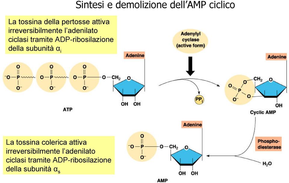 demolizione dell AMP ciclico La tossina colerica attiva