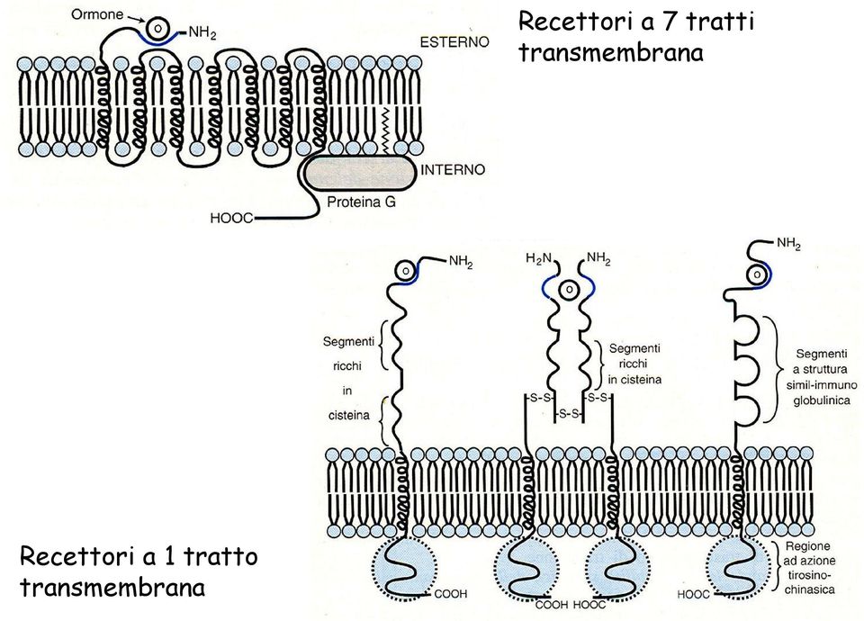 transmembrana