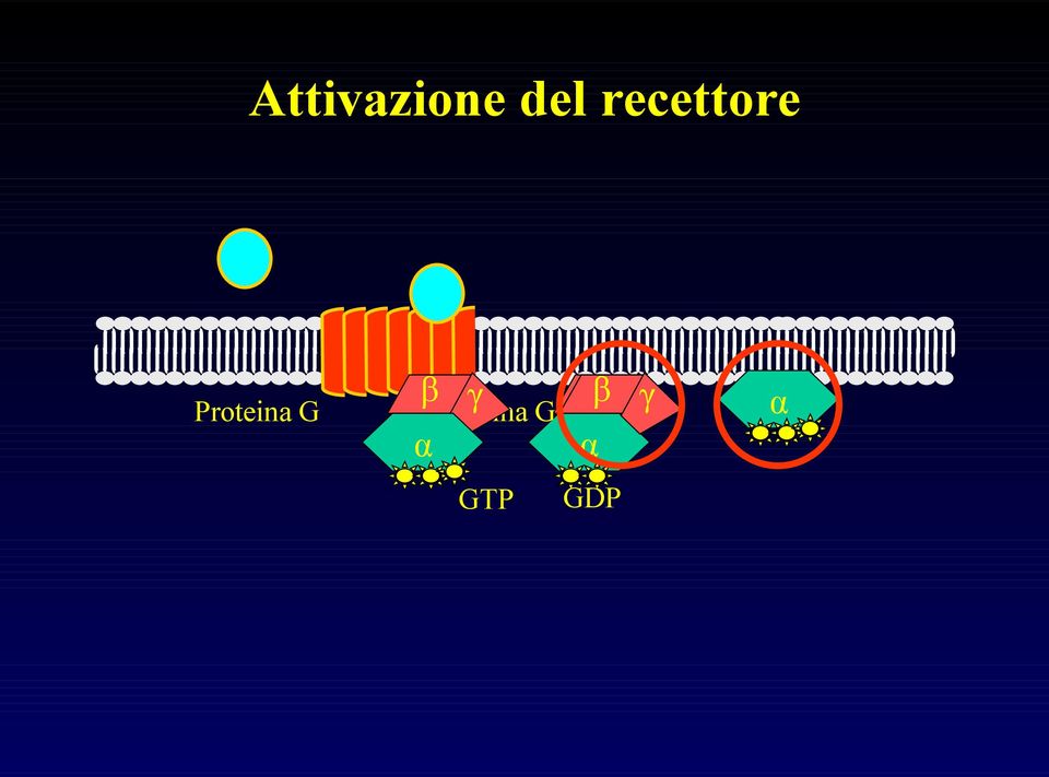 Proteina G β γ