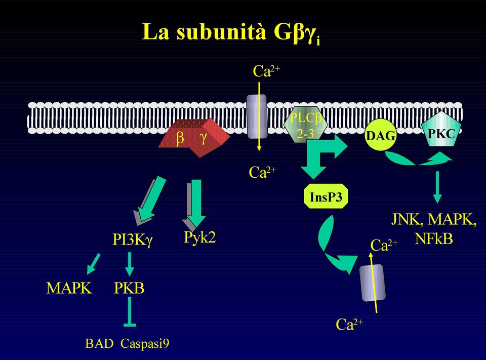 Pyk2 InsP3 JNK, MAPK, Ca 2+