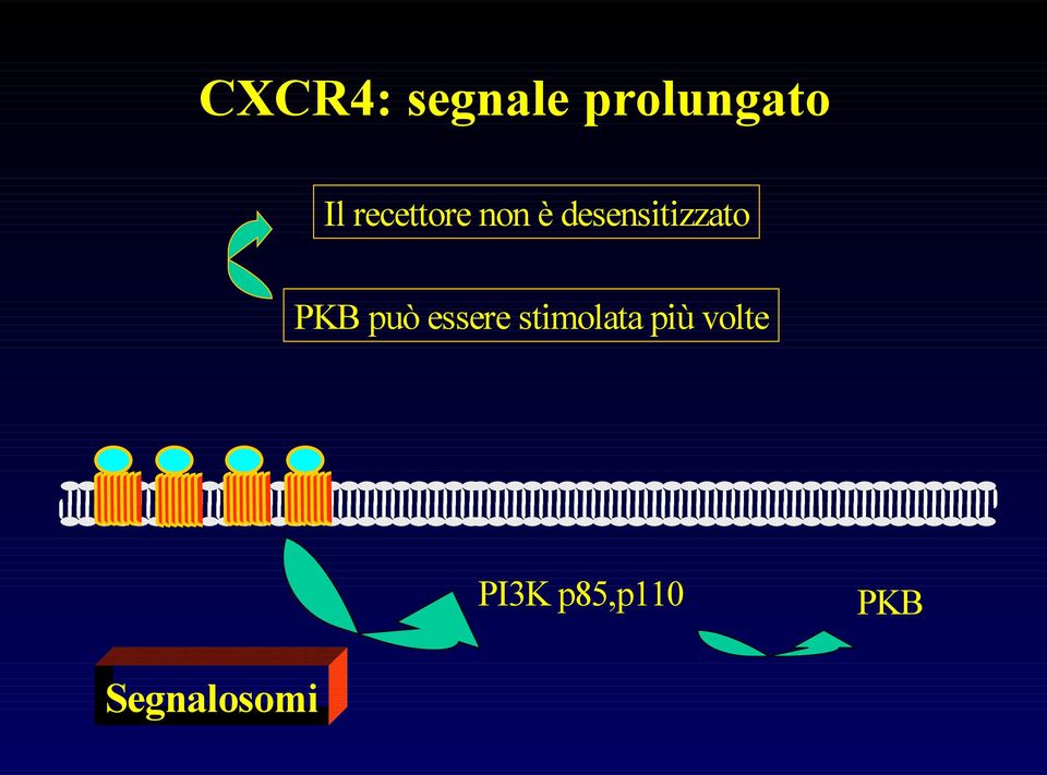 PKB può essere stimolata più