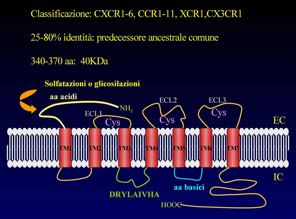 Solfatazioni o glicosilazioni aa acidi ECL1 Cys NH 2 ECL2