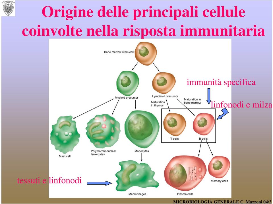 risposta immunitaria immunità