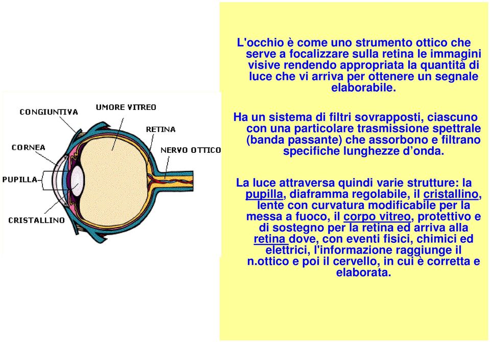 La luce attraversa quindi varie strutture: la pupilla, diaframma regolabile, il cristallino, lente con curvatura modificabile per la messa a fuoco, il corpo vitreo, protettivo