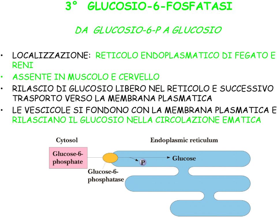 LIBERO NEL RETICOLO E SUCCESSIVO TRASPORTO VERSO LA MEMBRANA PLASMATICA LE