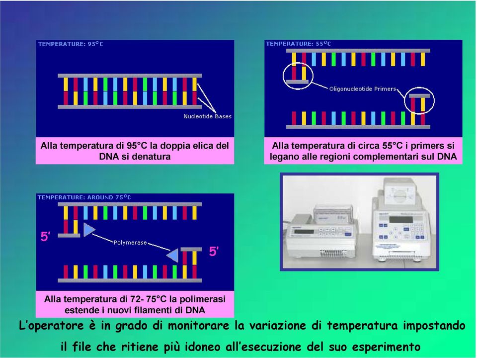 polimerasi estende i nuovi filamenti di DNA L operatore è in grado di monitorare la