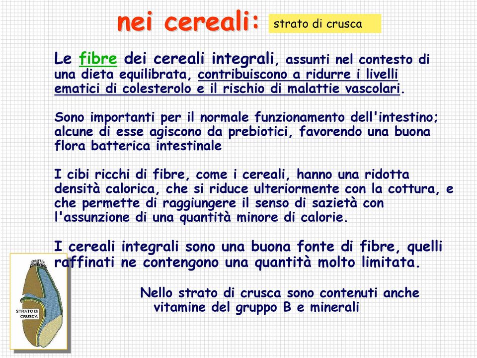 Sono importanti per il normale funzionamento dell'intestino; alcune di esse agiscono da prebiotici, favorendo una buona flora batterica intestinale I cibi ricchi di fibre, come i cereali,