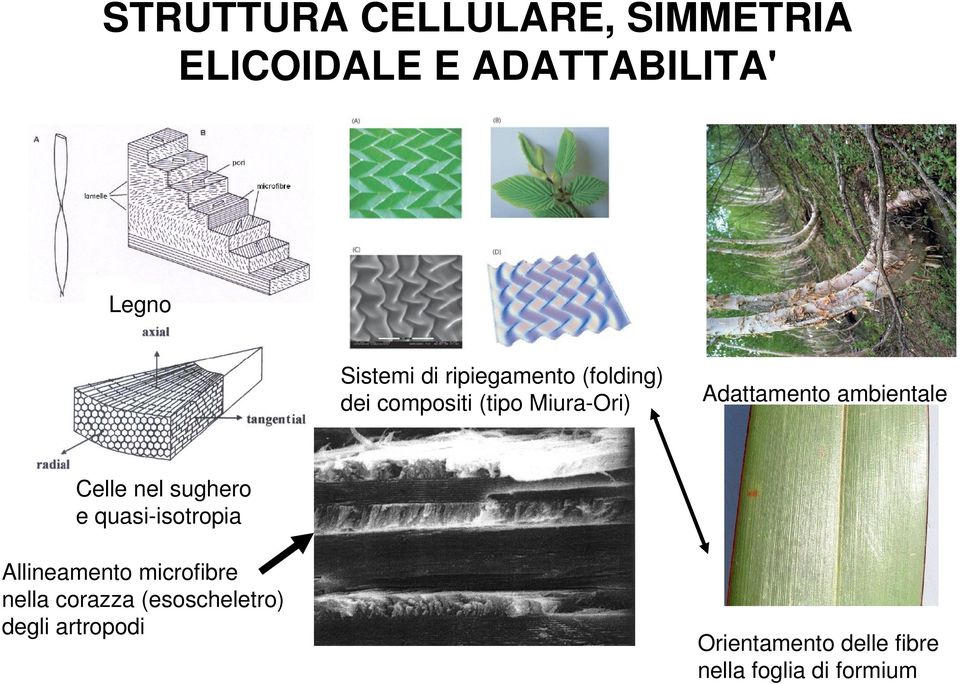 Adattamentoambientale Cellenelsughero equasi isotropia