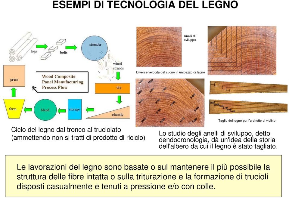 dendocronologia,dàun'ideadellastoria dell'alberodacuiillegnoèstatotagliato.