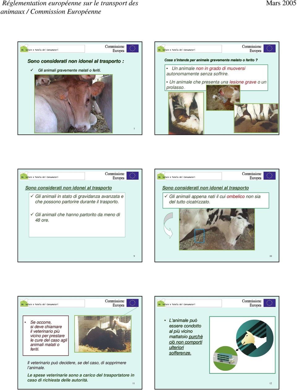 7 8 Sono considerati non idonei al trasporto Gli animali in stato di gravidanza avanzata e che possono partorire durante il trasporto.