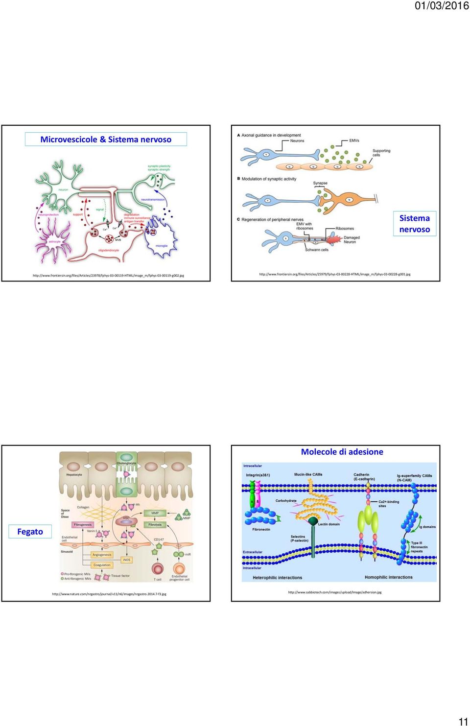 org/files/articles/25979/fphys 03 00228 HTML/image_m/fphys 03 00228 g001.