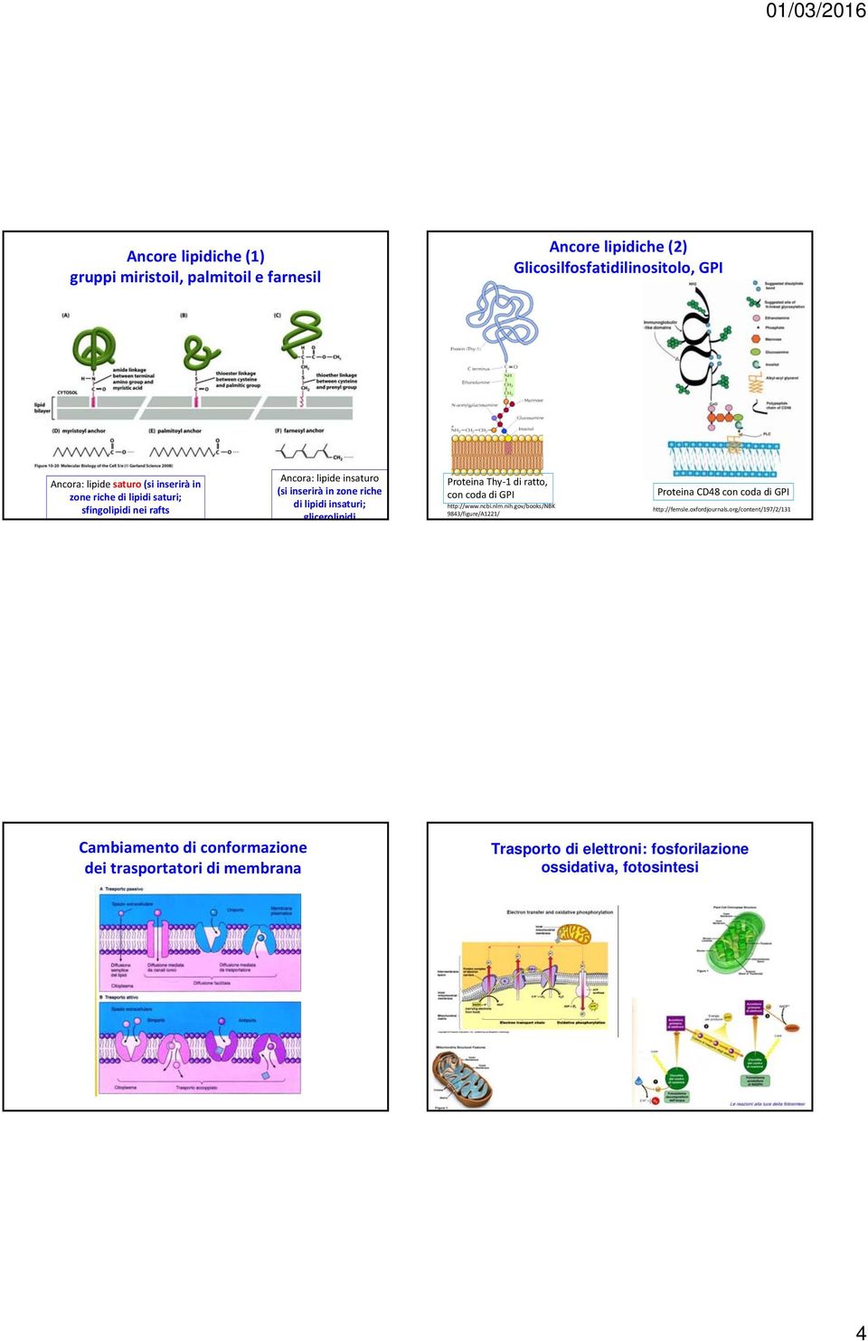 glicerolipidi Proteina Thy 1 di ratto, con coda di GPI http://www.ncbi.nlm.nih.