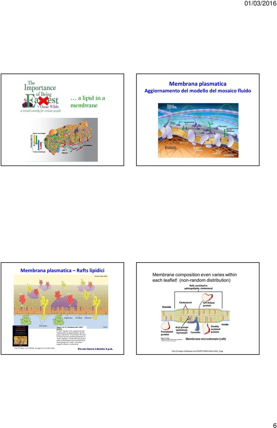 Membrana plasmatica Rafts lipidici