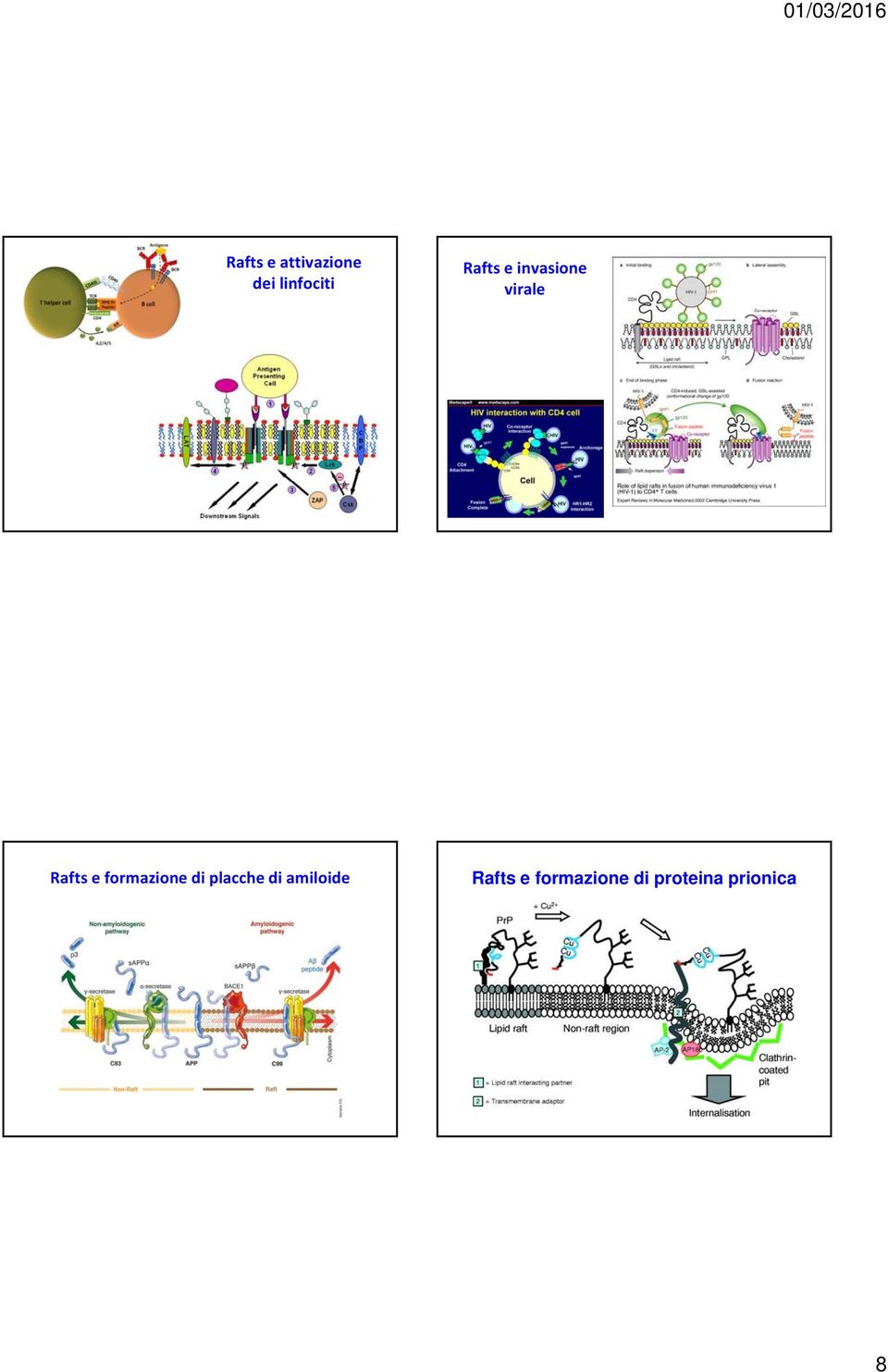 formazione di placche di amiloide