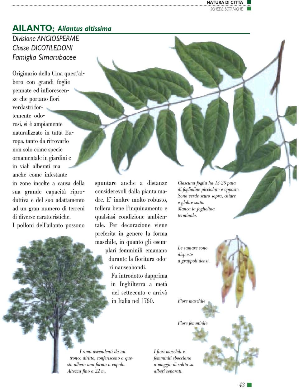 riproduttiva e del suo adattamento ad un gran numero di terreni di diverse caratteristiche. I polloni dell ailanto possono spuntare anche a distanze considerevoli dalla pianta madre.