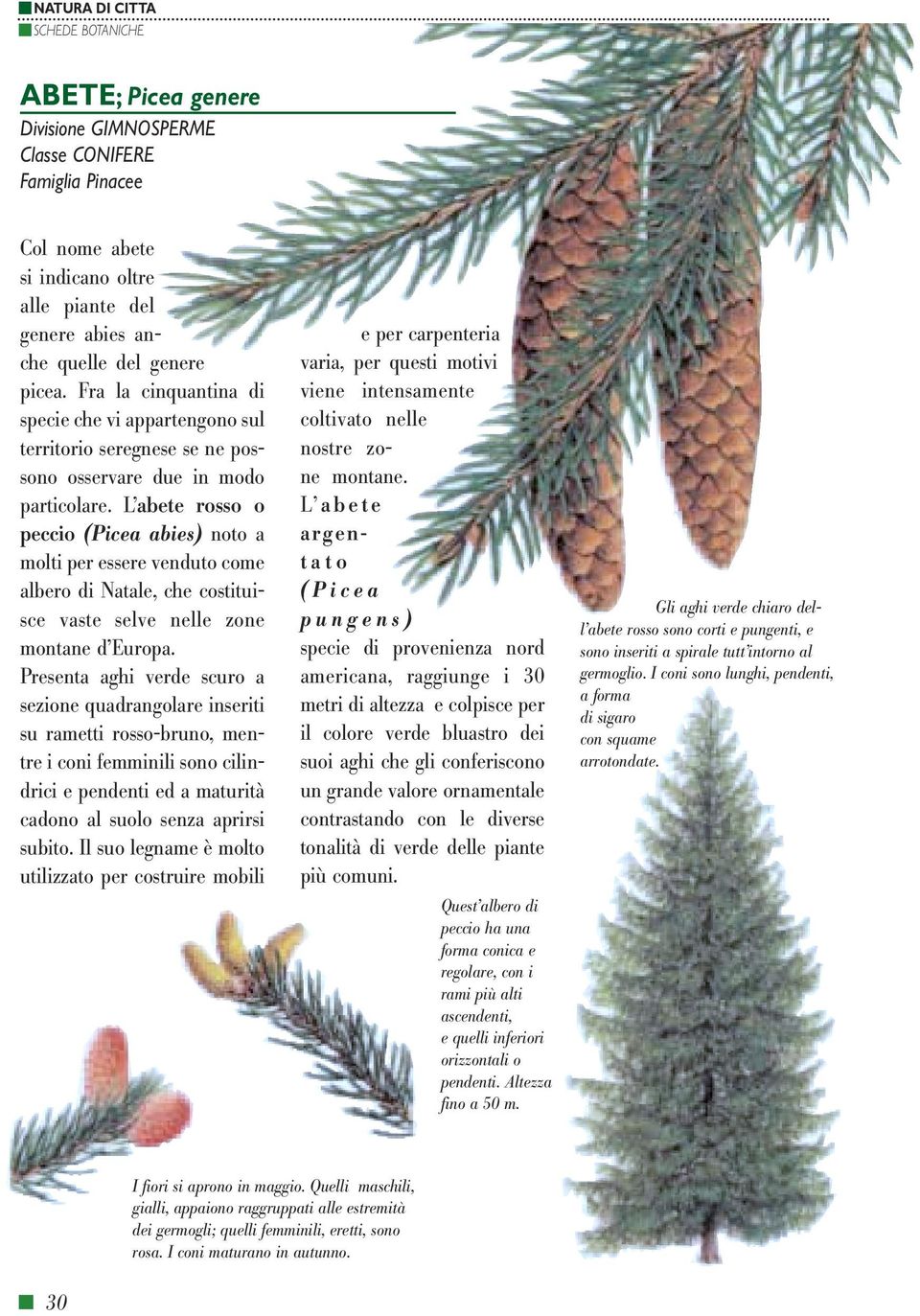 L abete rosso o peccio (Picea abies) noto a molti per essere venduto come albero di Natale, che costituisce vaste selve nelle zone montane d Europa.