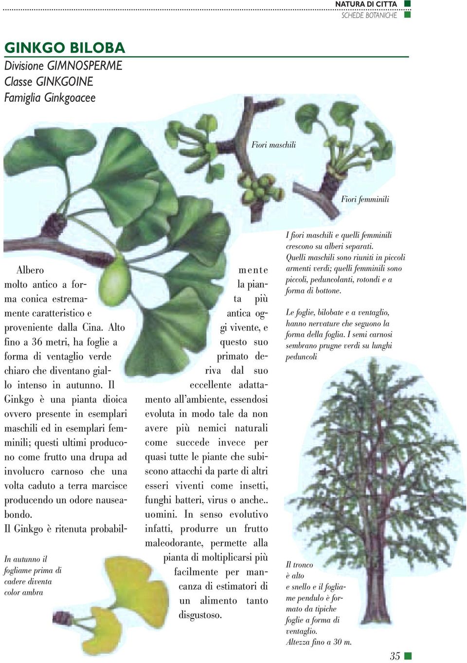 Il Ginkgo è una pianta dioica ovvero presente in esemplari maschili ed in esemplari femminili; questi ultimi producono come frutto una drupa ad involucro carnoso che una volta caduto a terra marcisce
