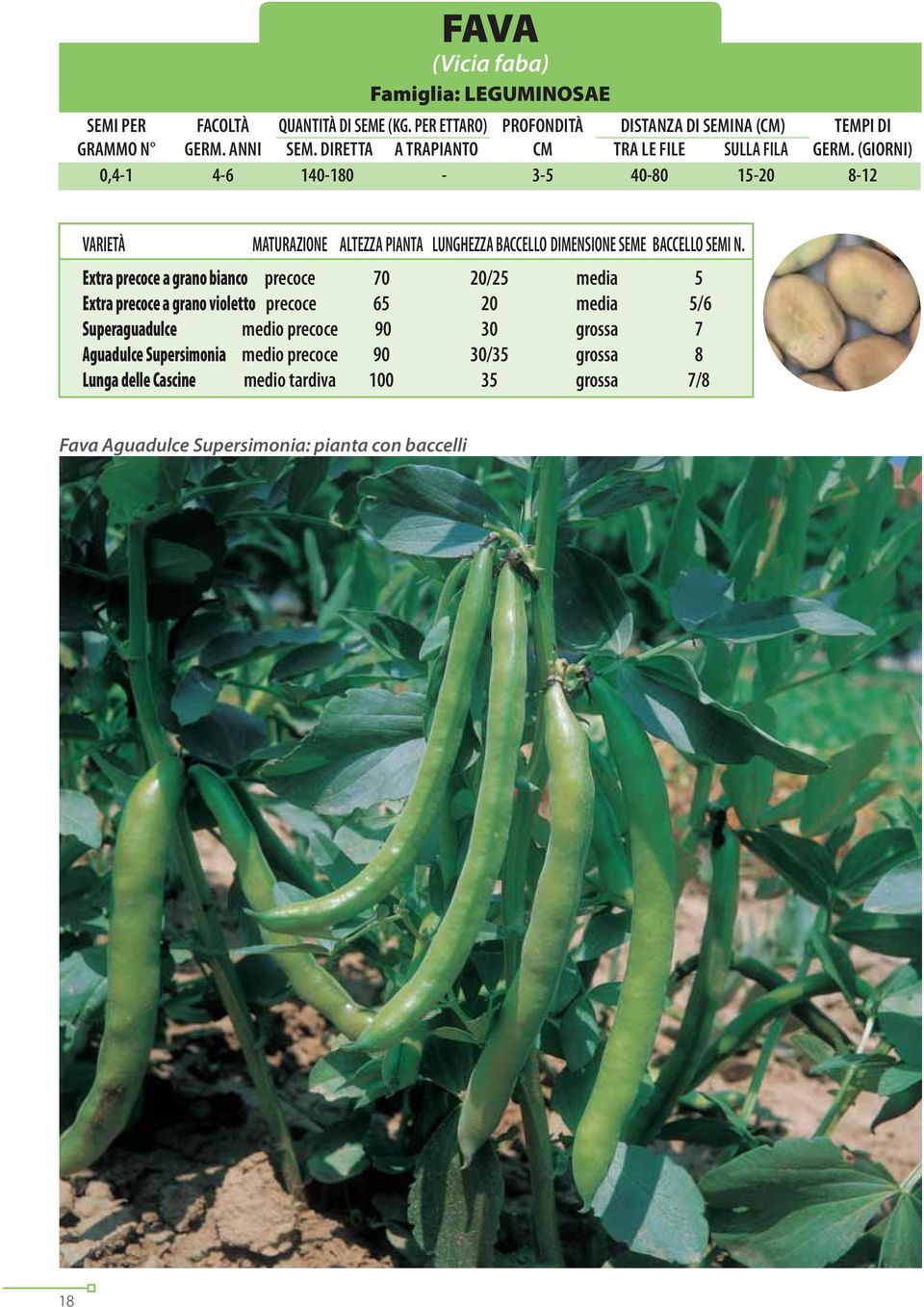 (GIORNI) 0,4-1 4-6 140-180 - 3-5 40-80 15-20 8-12 VARIETÀ MATURAZIONE ALTEZZA PIANTA LUNGHEZZA BACCELLO DIMENSIONE SEME BACCELLO SEMI N.